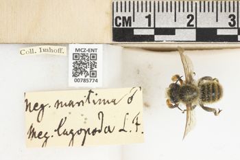 Media type: image;   Entomology 785774 Aspect: labels